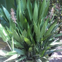 Dracaena aubryana Brongn. ex É.Morren